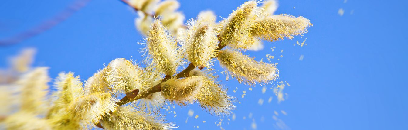 A close up of plant pollen